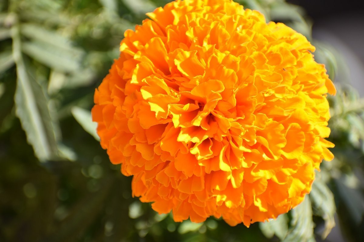 Календула, бархатцы Garden Marigold