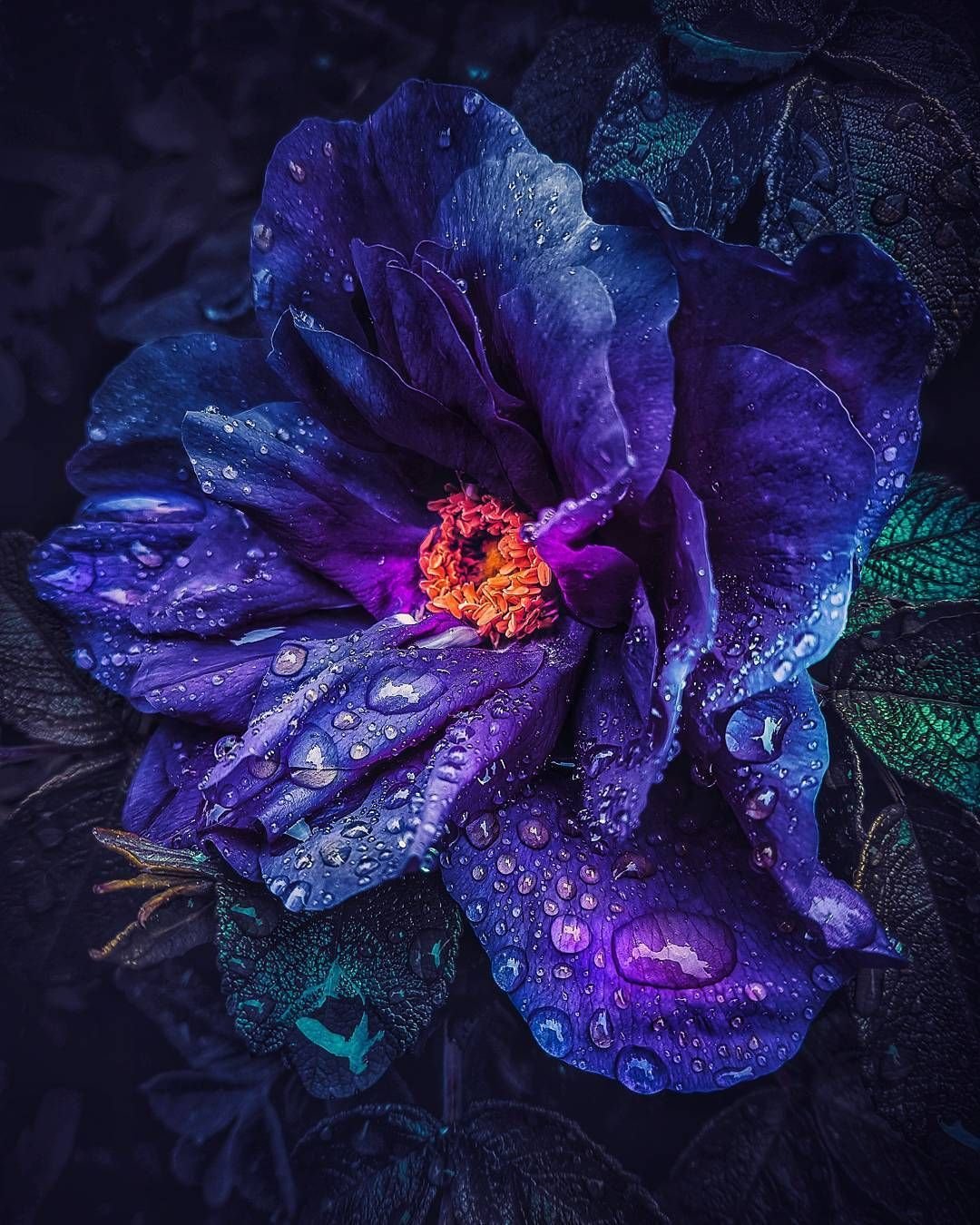 Темно синяя лилия