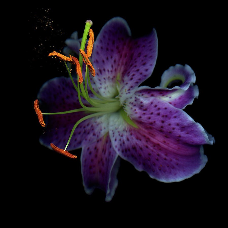 Цветы...фотограф Magda Indigo