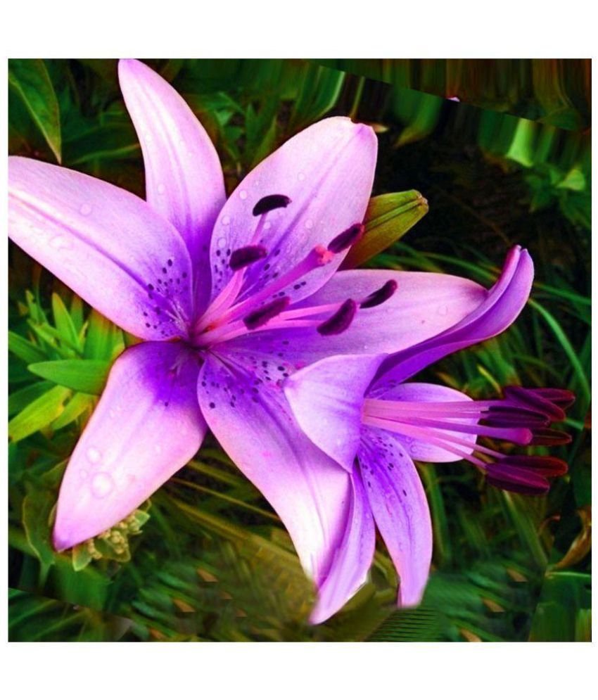 Lilium brownii