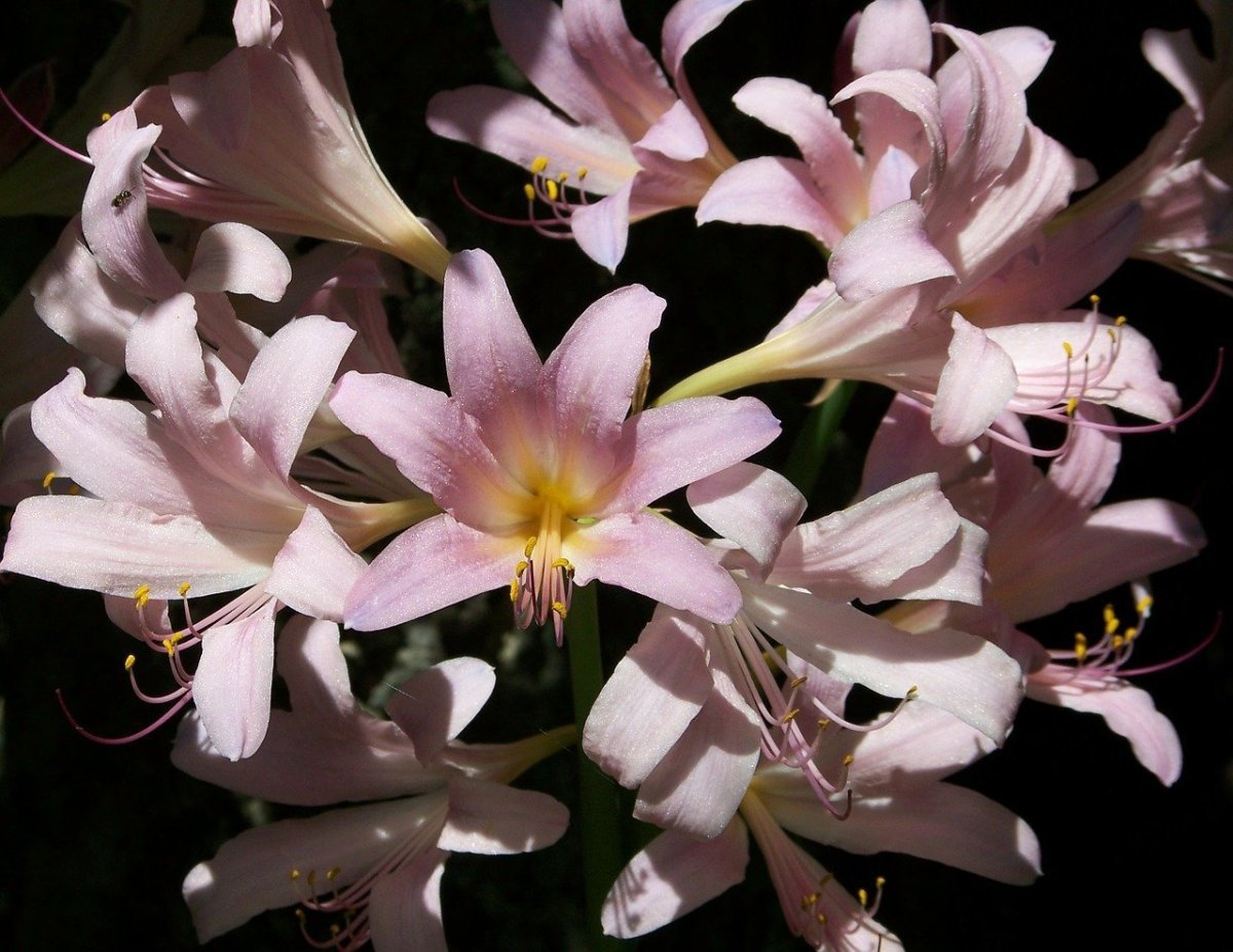 Лилия Lilium Cavoli