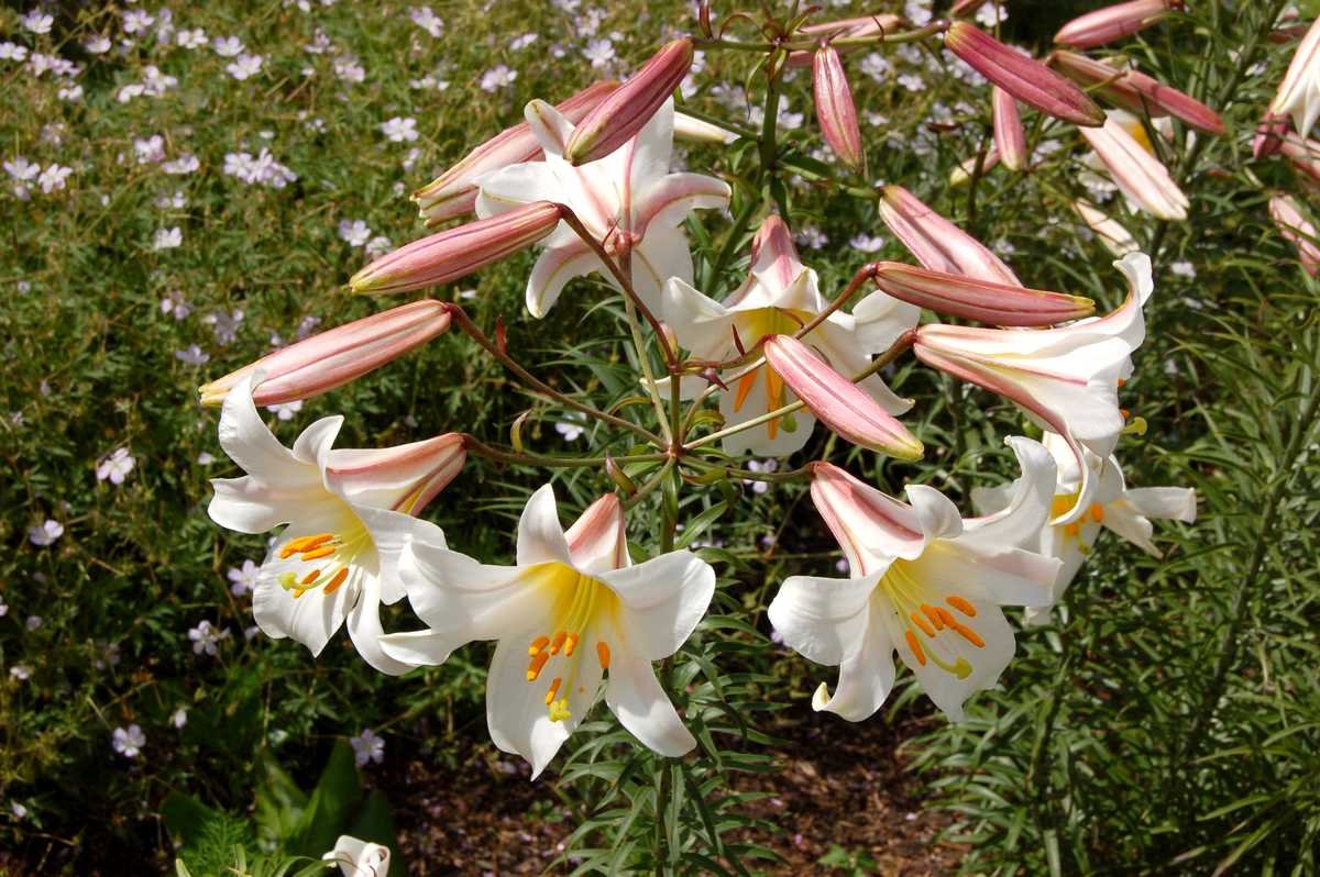 Царская лилия фото. Лилия Регале Королевская. Лилия Королевская (Lilium Regale). Лилия Регале альбум. Лилия Регале Гигантеум.