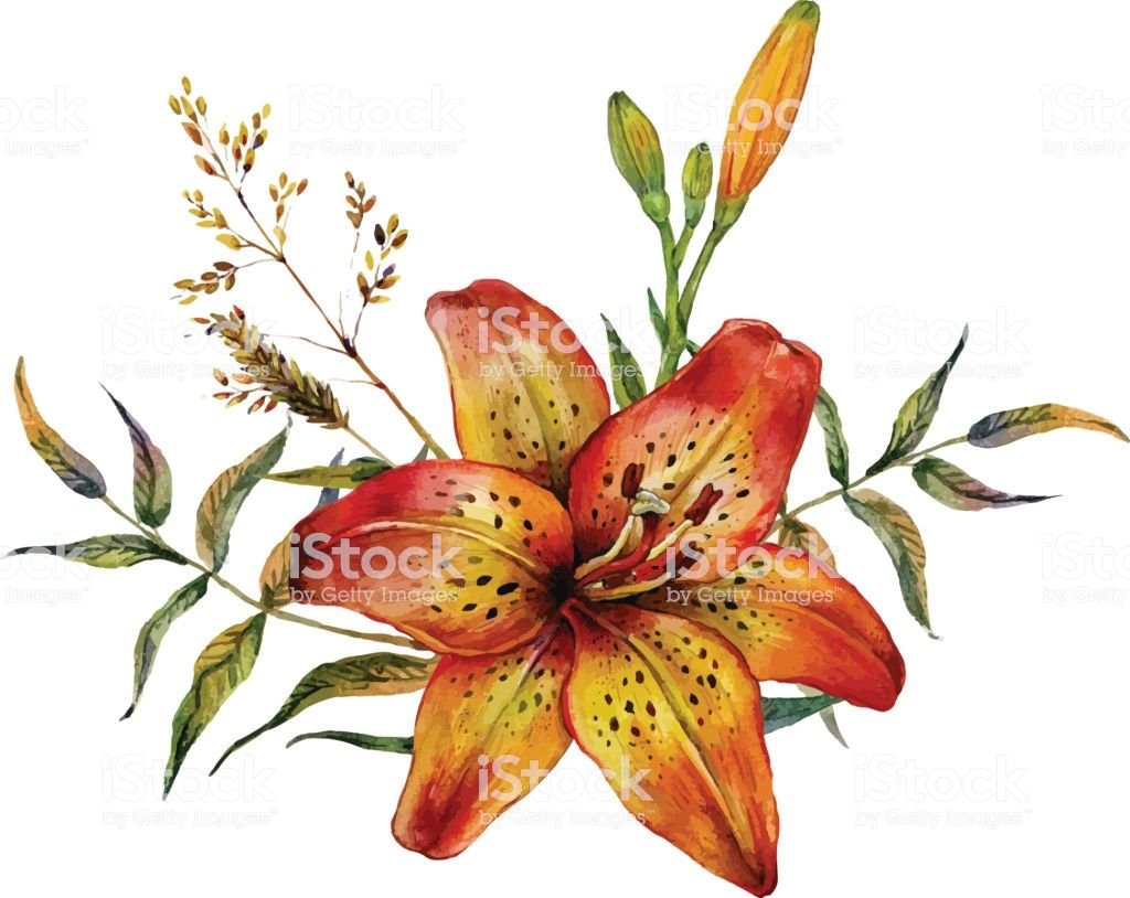 Сардаана сибэкки PNG