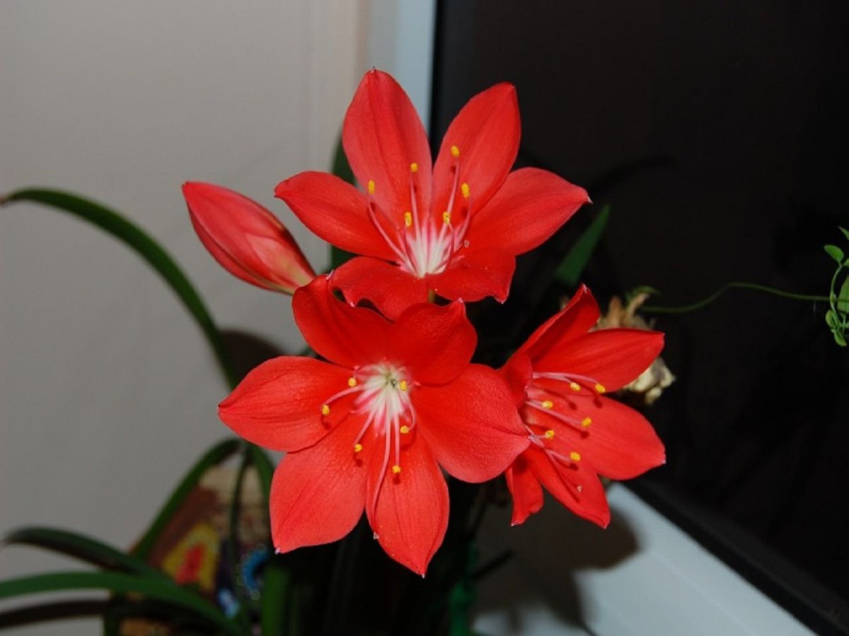 Гименокаллис (Hymenocallis), Лилия паук