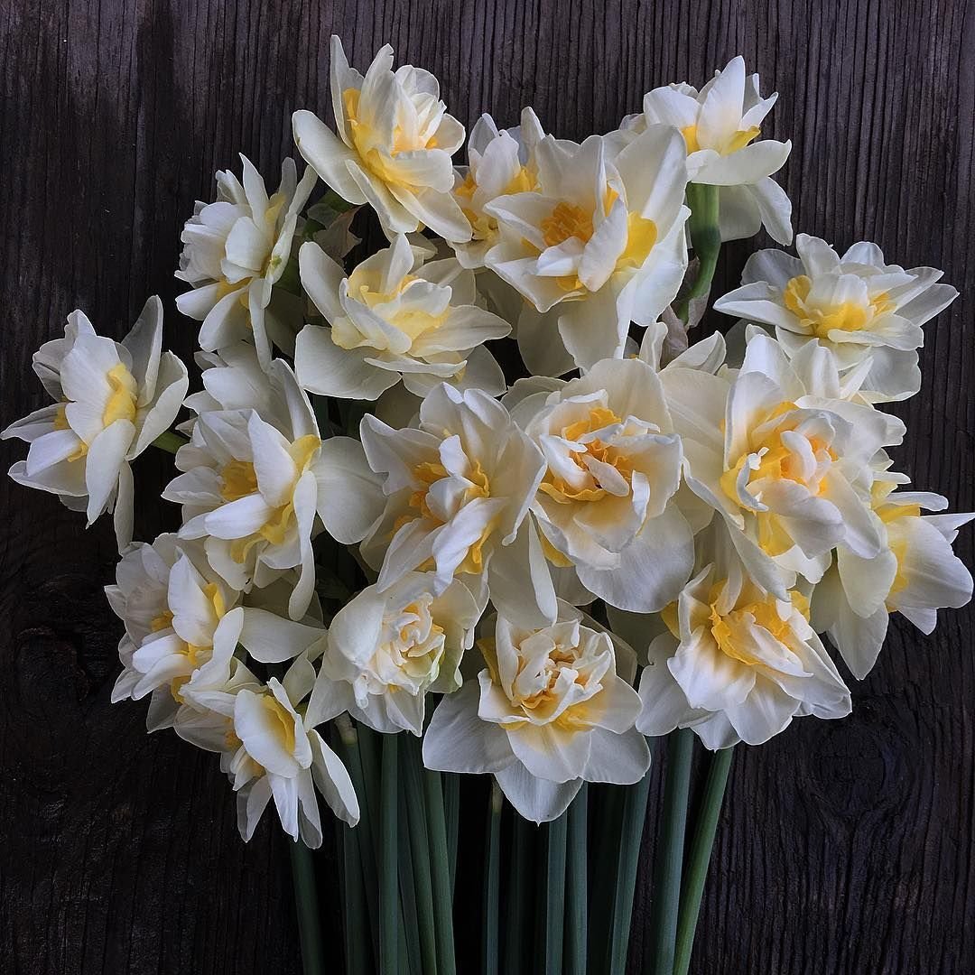 Солнечный желтый. Нарцисс (Daffodil)