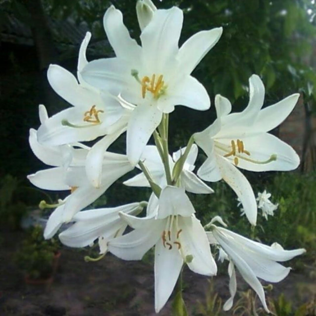 Трубчатые лилии белые