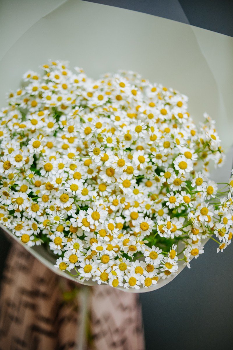 Голландские ромашки