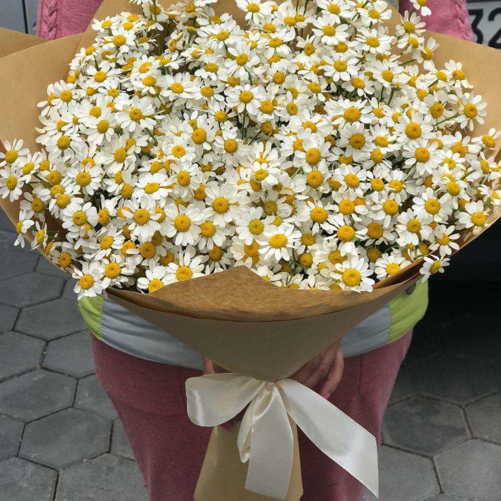 Танацетум Снежная красавица