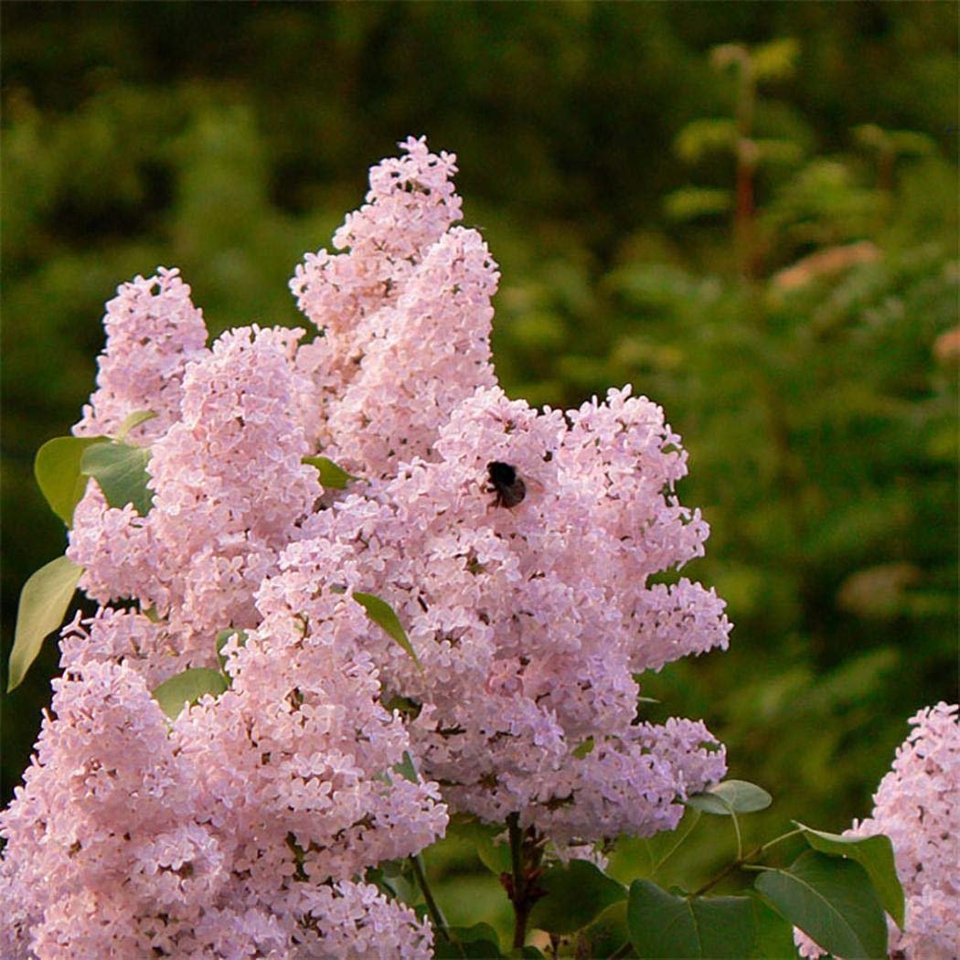 Сирень прим. Сирень Syringa. Сирень Syringa vulgaris. Сирень обыкновенная Павлинка. Сирень Примроуз.