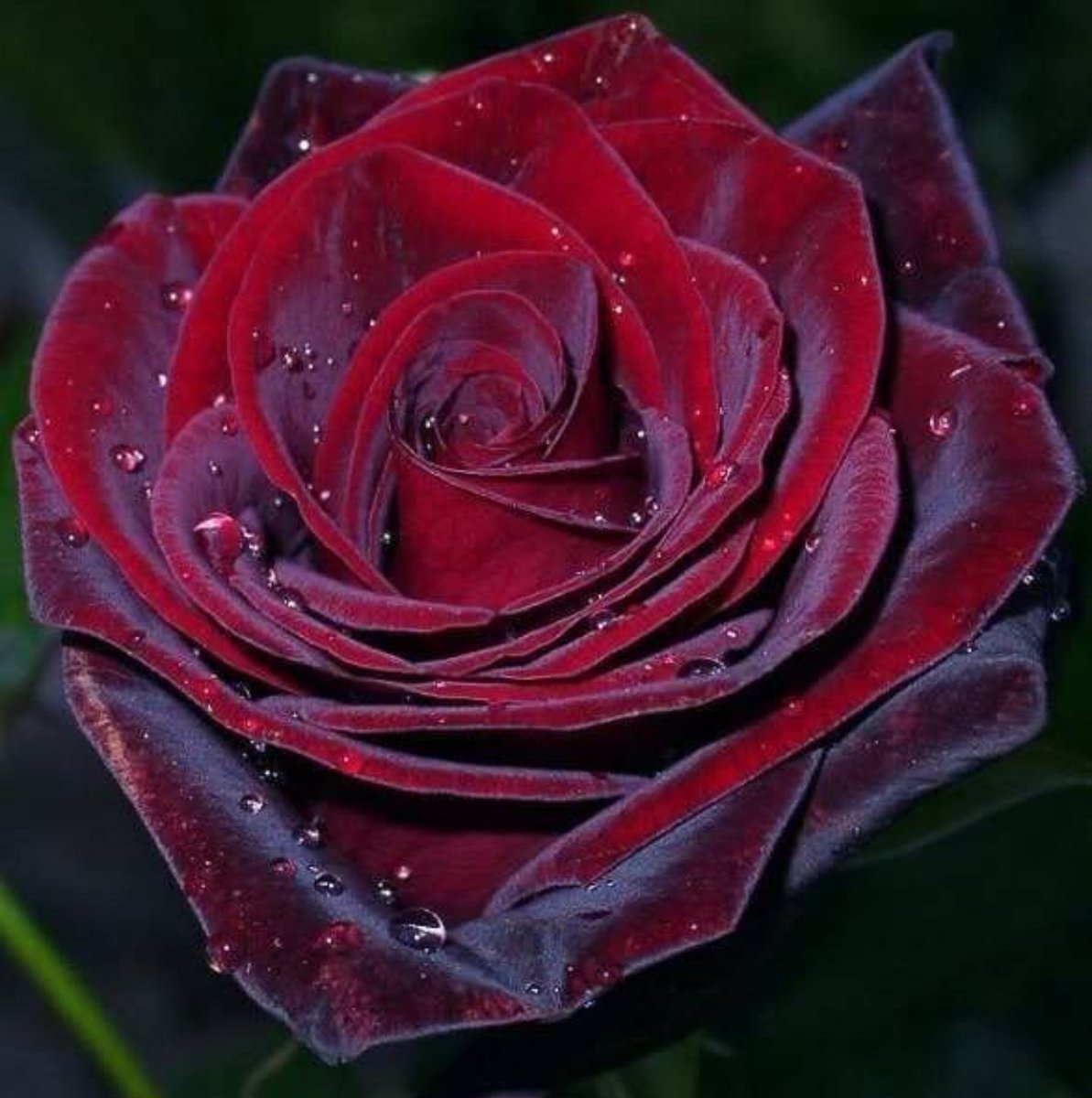 Роза темно бордовая бархатная