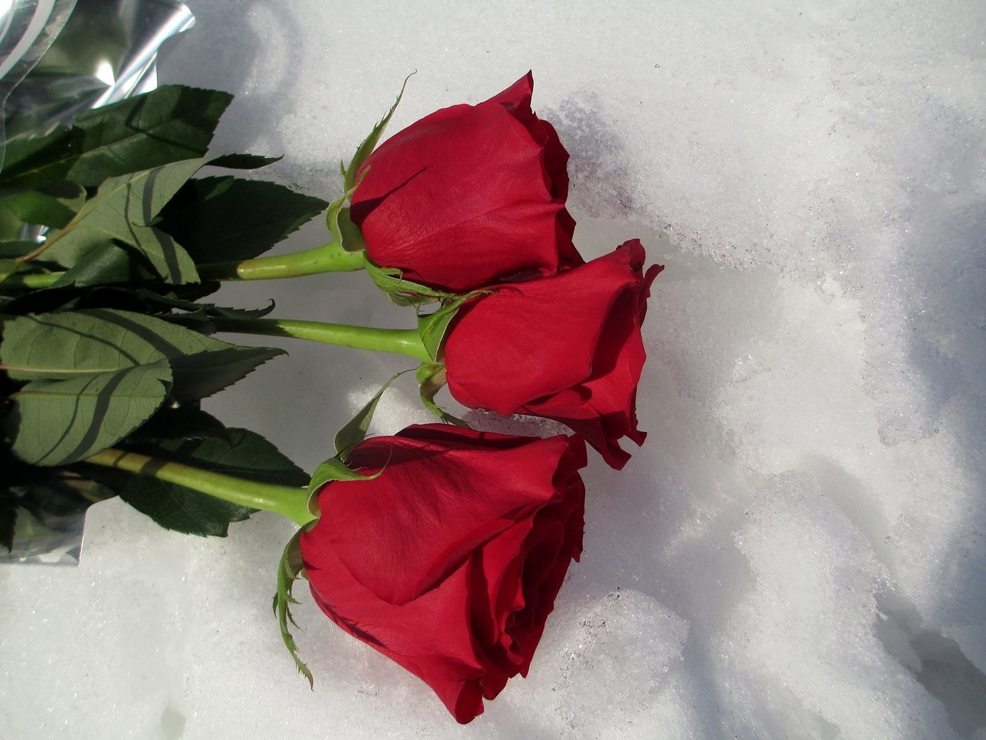 Сделать 2 фото розы. Букет роз на снегу. Красивые розы на снегу.
