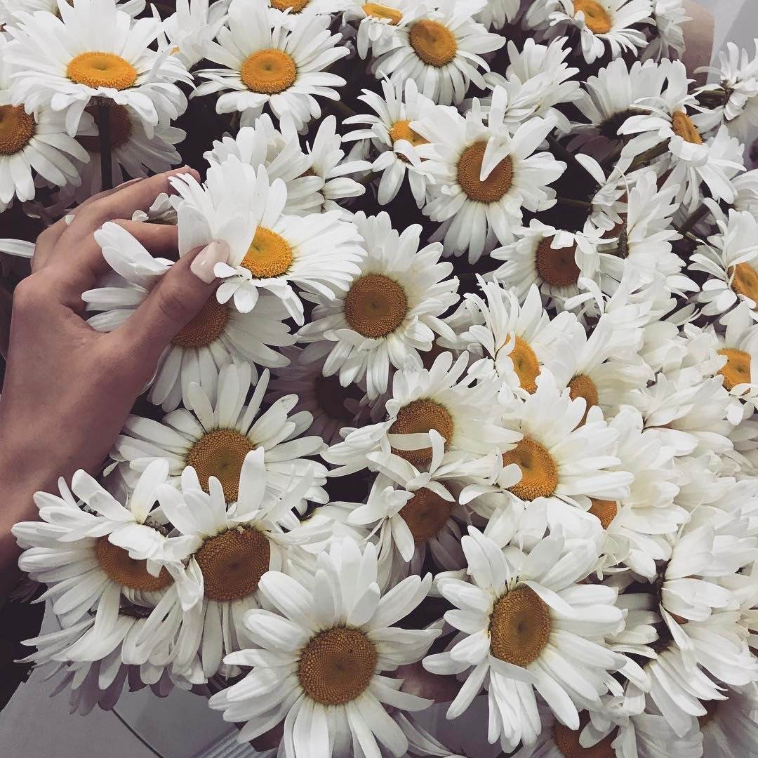 Ромашки aesthetic