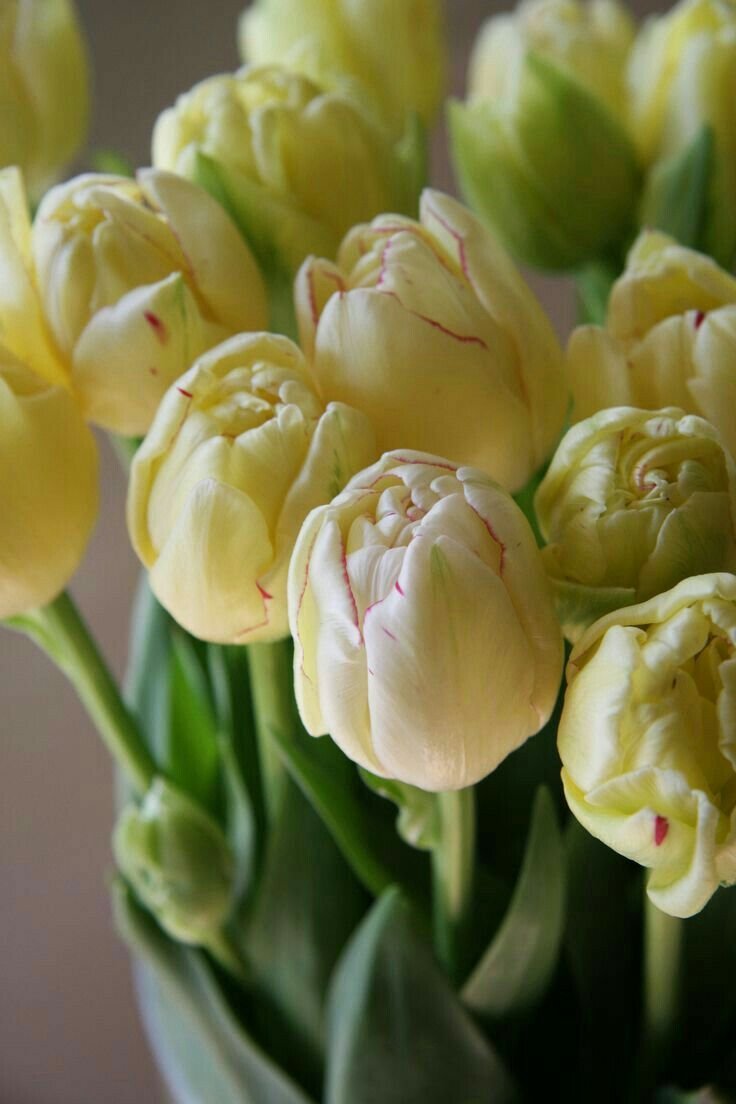 Тюльпаны кремовые сорта