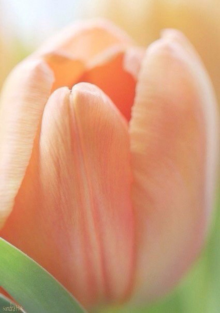 Тюльпан Apricot Beauty