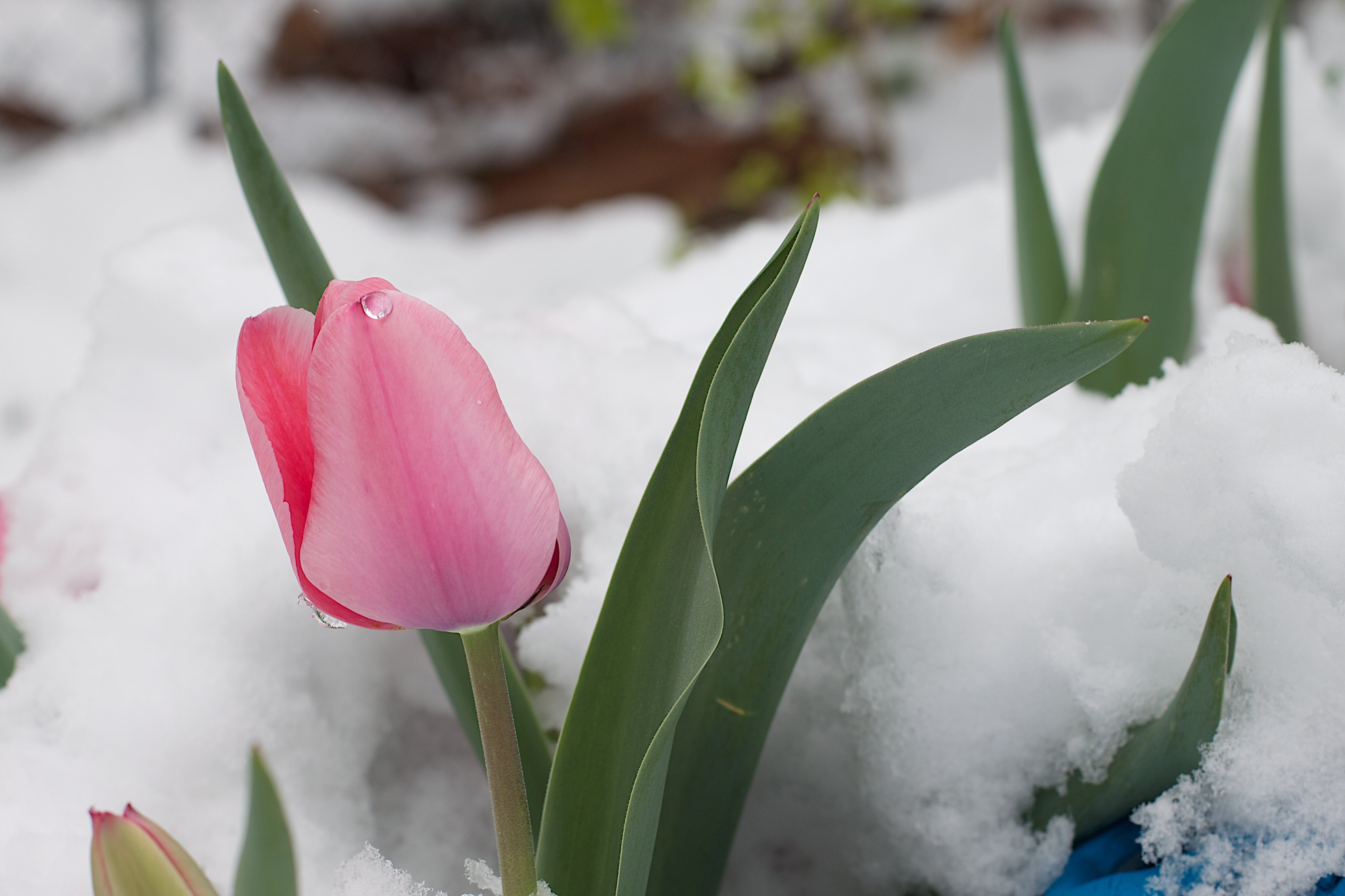 Боятся ли тюльпаны мороза. Тюльпаны в снегу. Тюльпаны под снегом. Розовые тюльпаны в снегу.