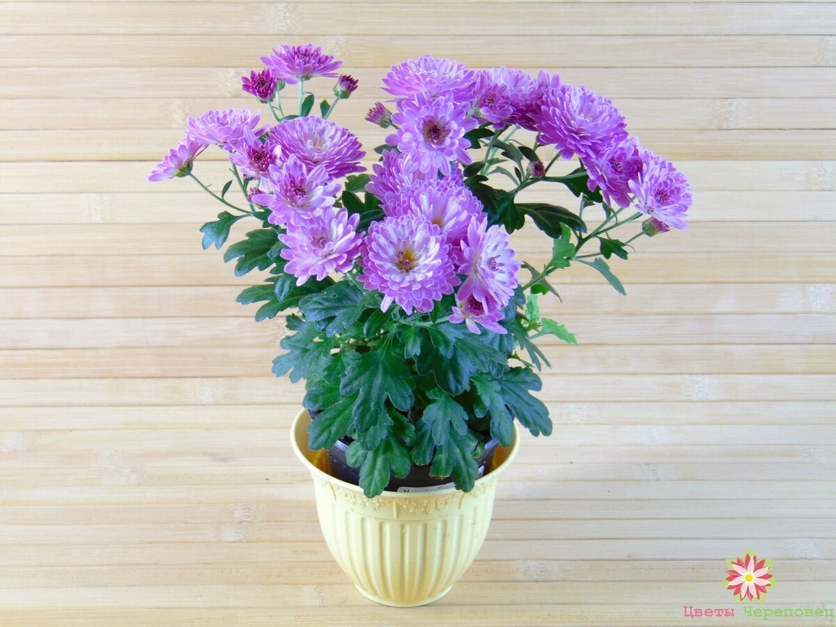Chrysanthemum cozy горшечная