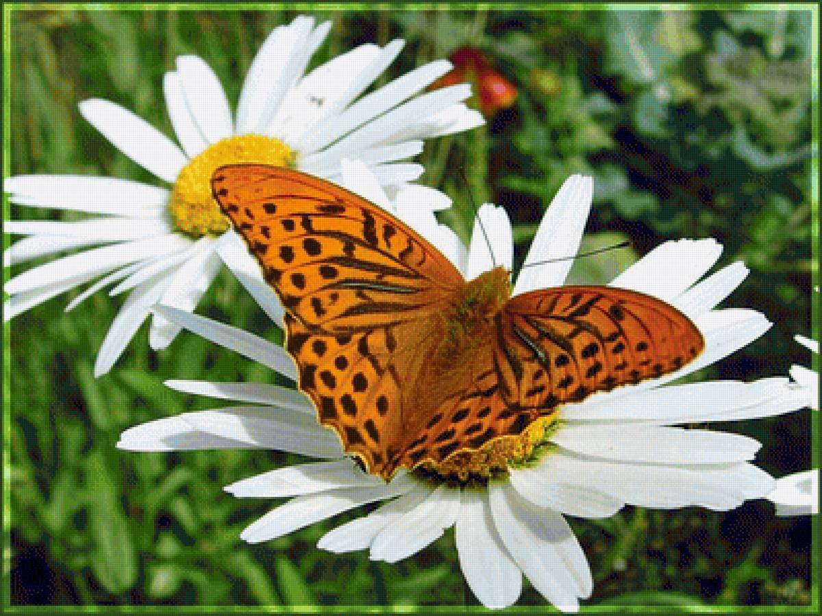 Бабочка на ромашке фото