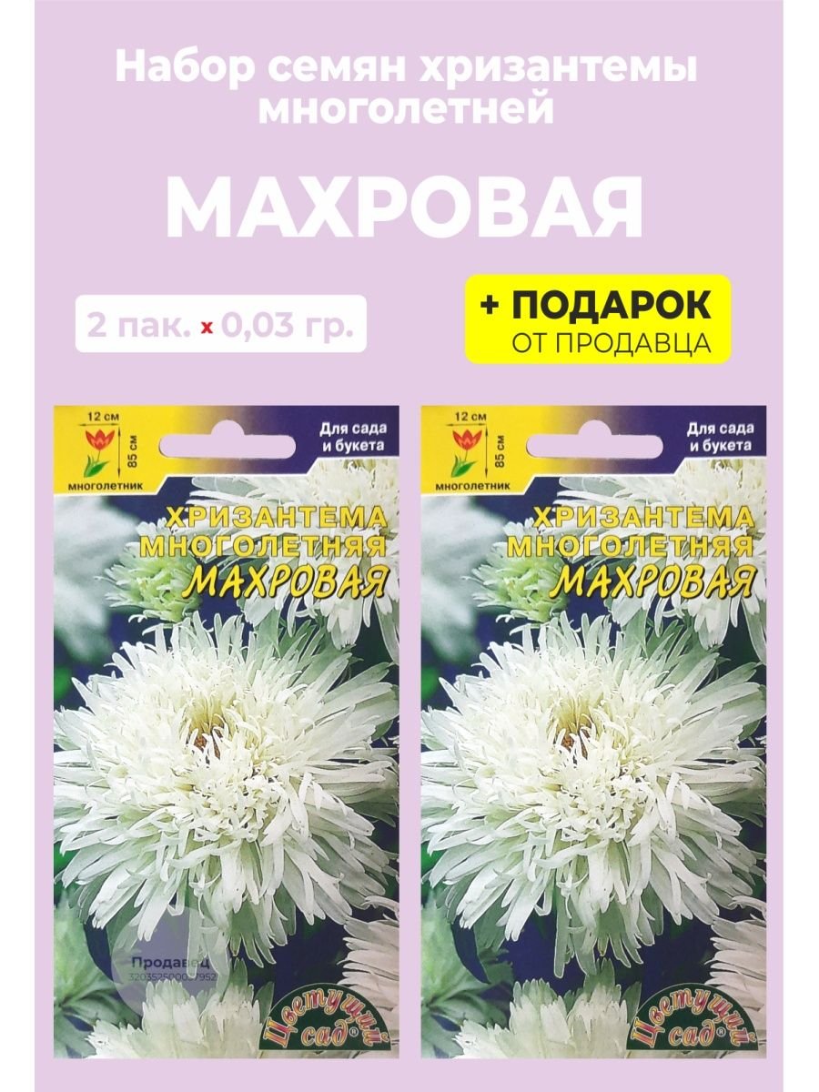 Астра хризантемовидная