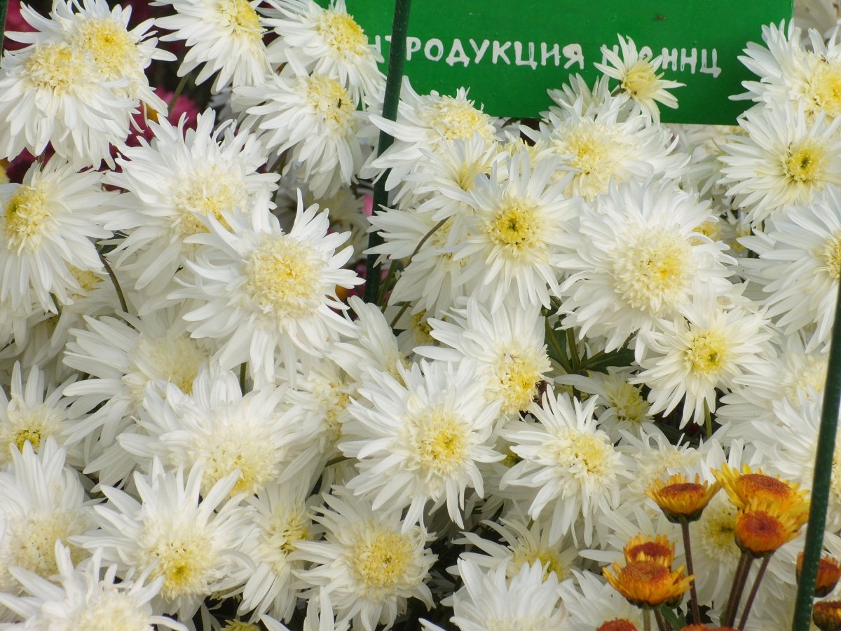 Хризантема Фуджи Роуз