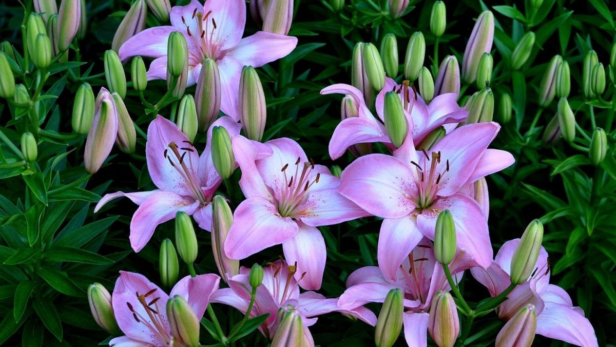 Фиолетовые лилии сорта