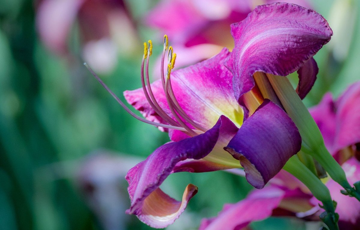 Лилия Пинк Перфекшн Lily