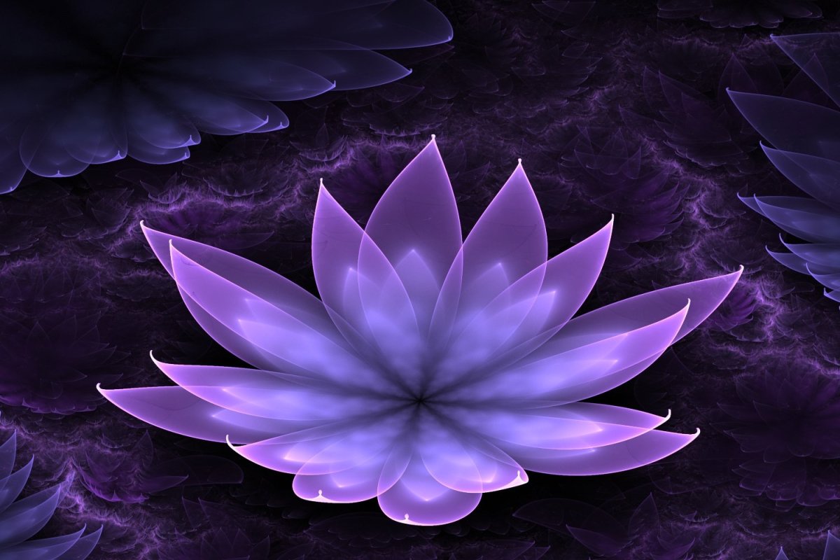 Лотус Purple