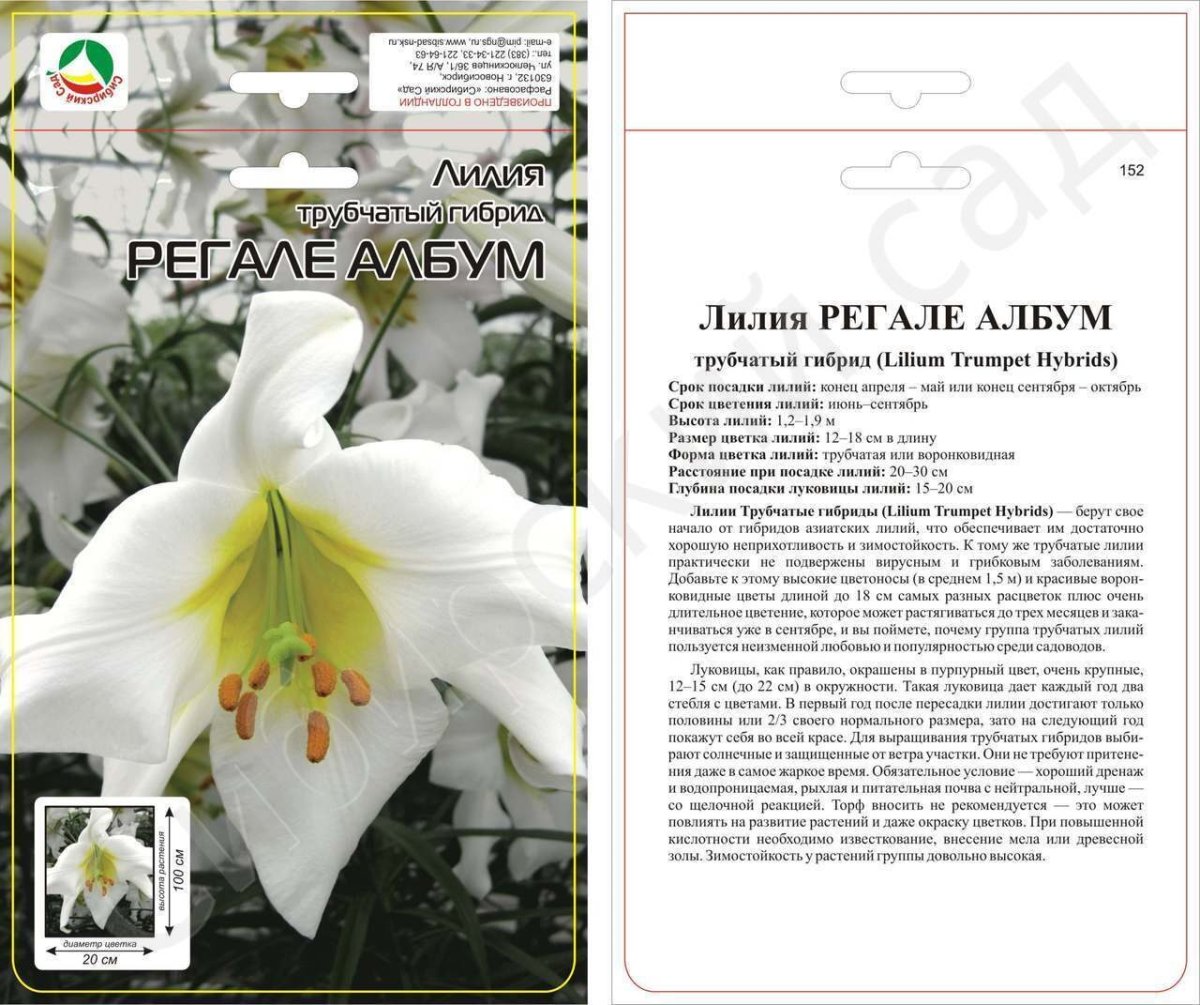 Лилия трубчатая Регале албум