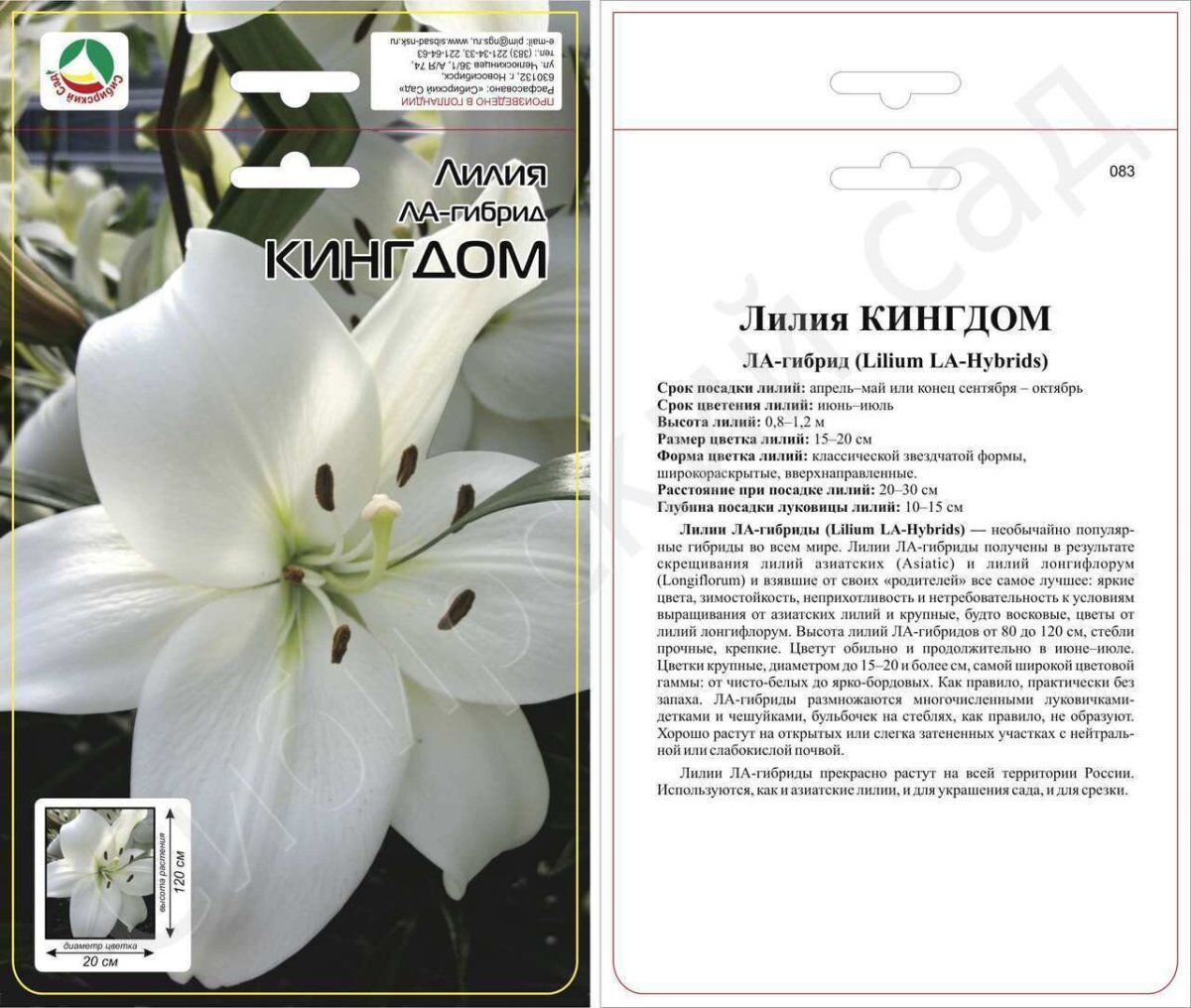 Лилия азиатская Kingdom