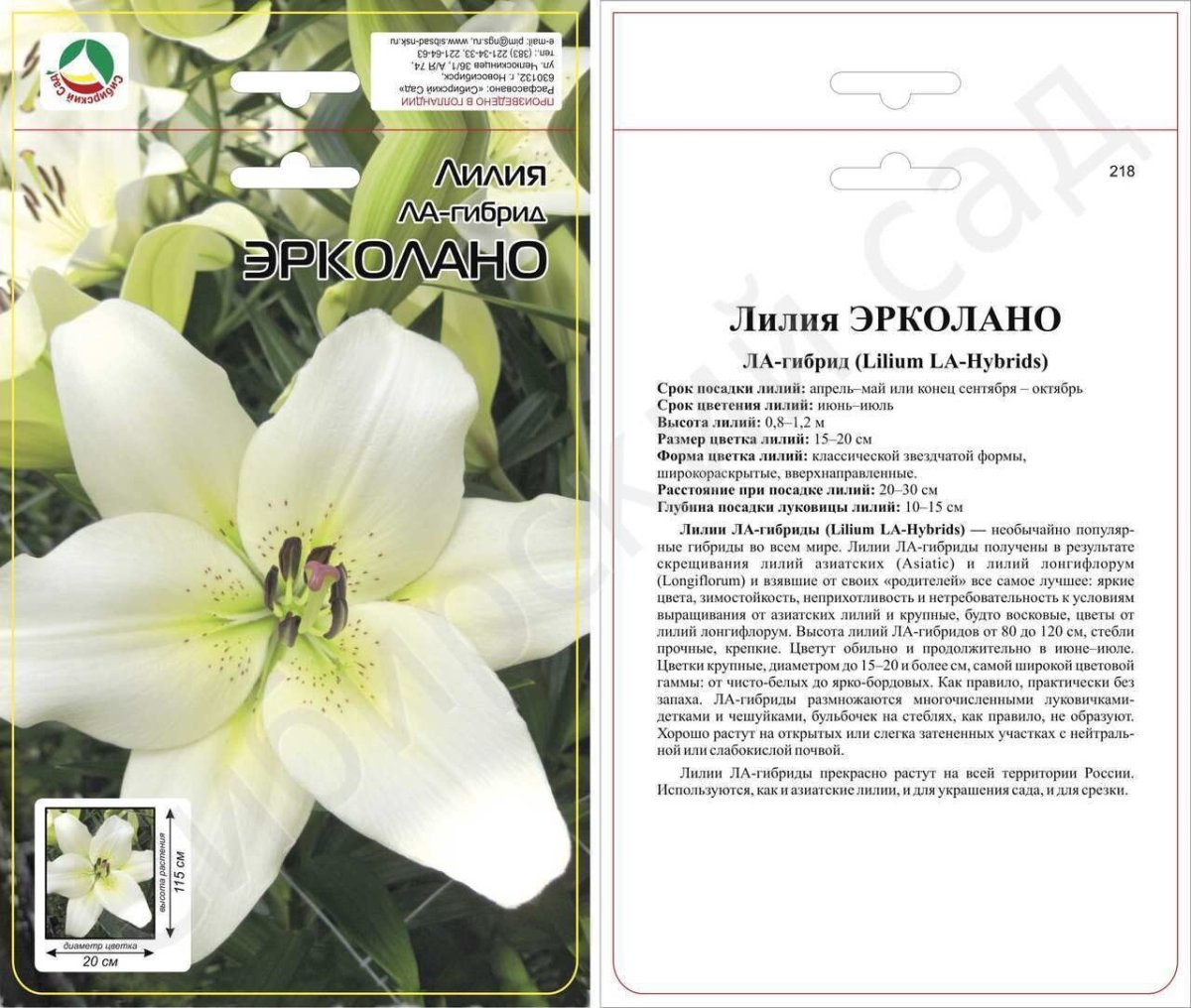 Лилия Ercolano