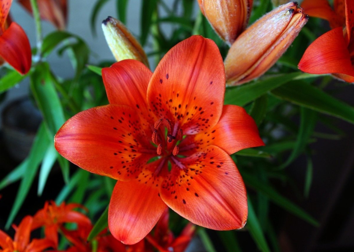 Тигровая Лилия (Lilium lancifolium)