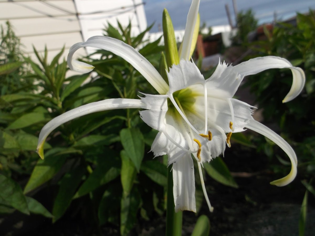 Гименокаллис speciosa