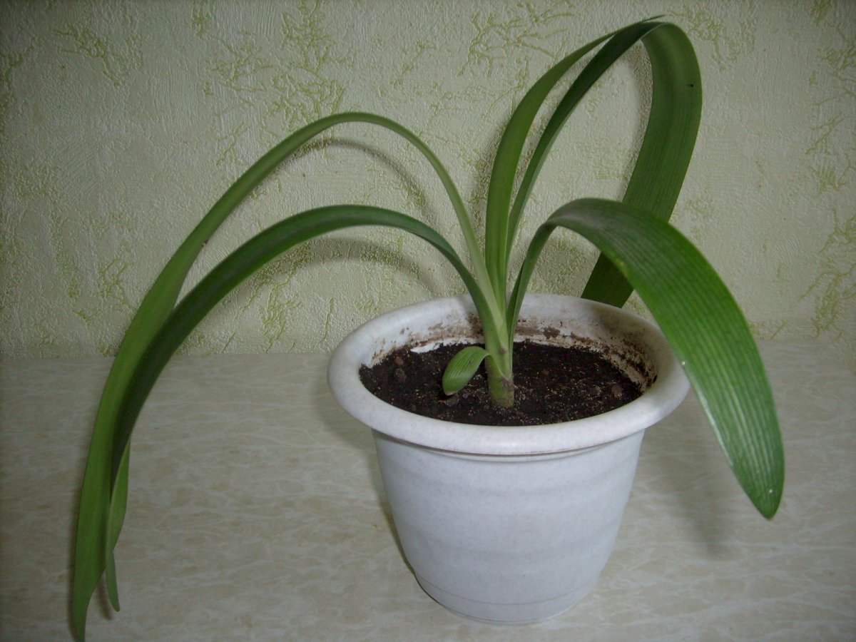Кливия (кафрская Лилия)