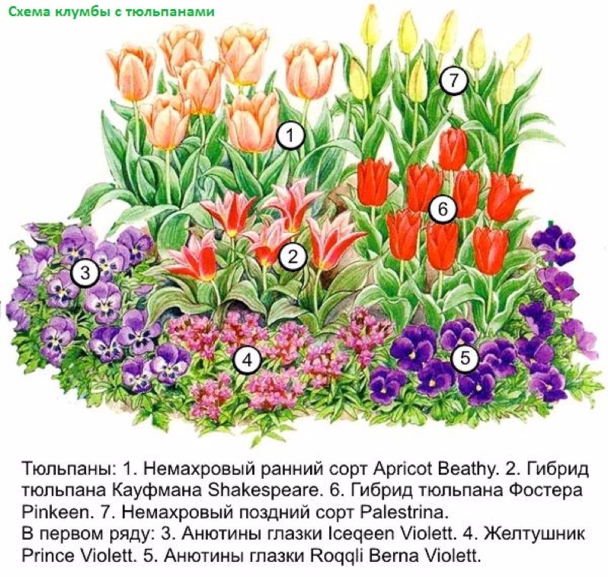 Миксбордер лилейник ирисы