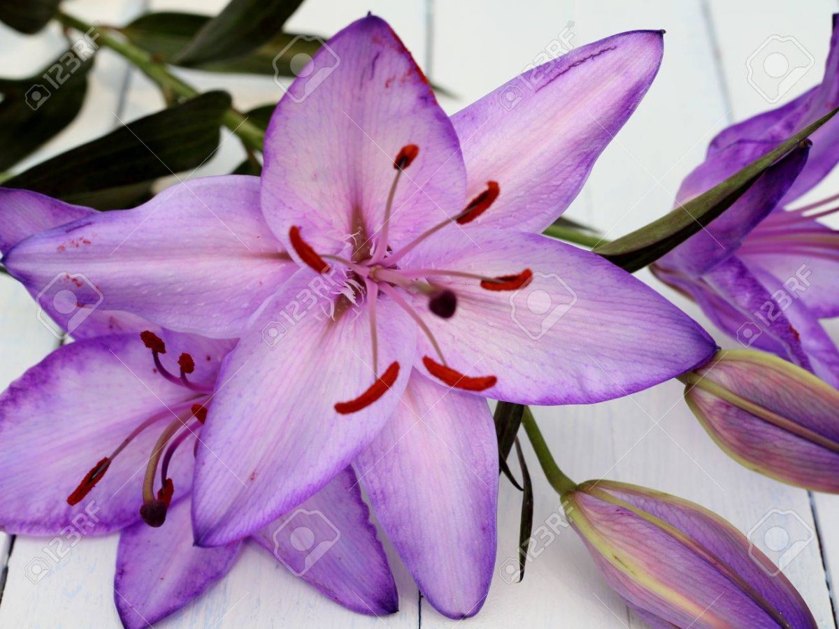 Лилия Lilac cloud