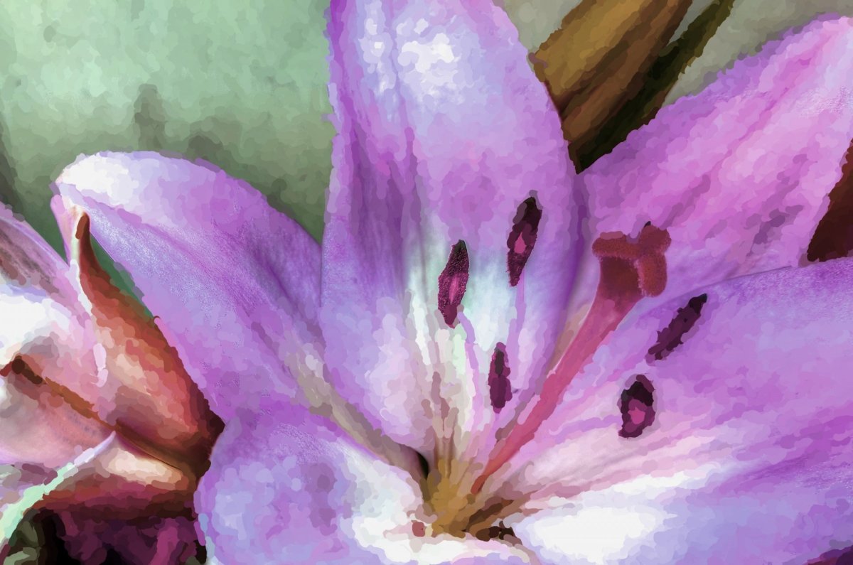 Лилия Пинк Перфекшн Pink perfection Lily
