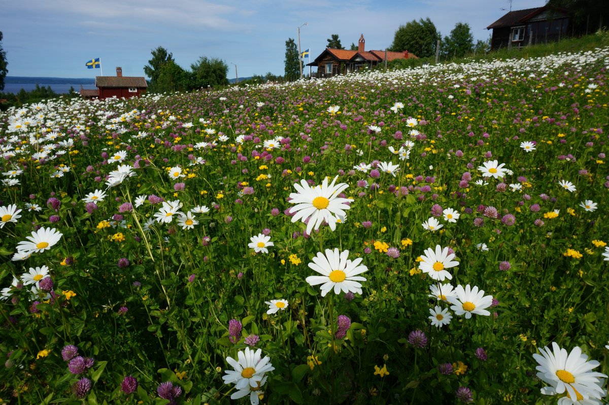 Красота растений ромашки