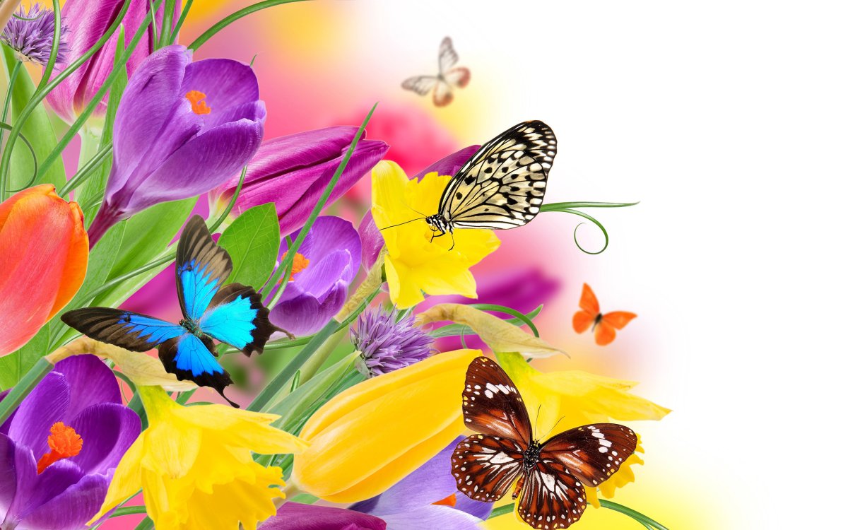 Тюльпаны и бабочки картинки