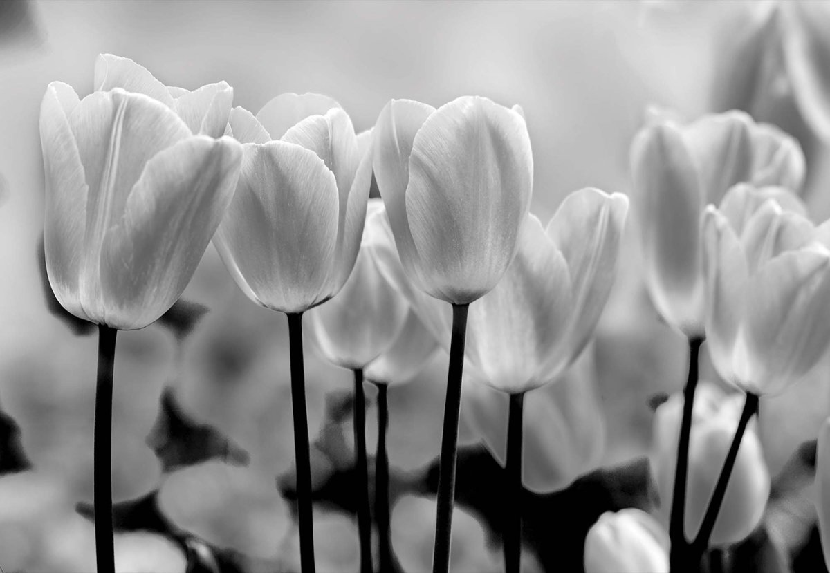 Фотообои белые тюльпаны