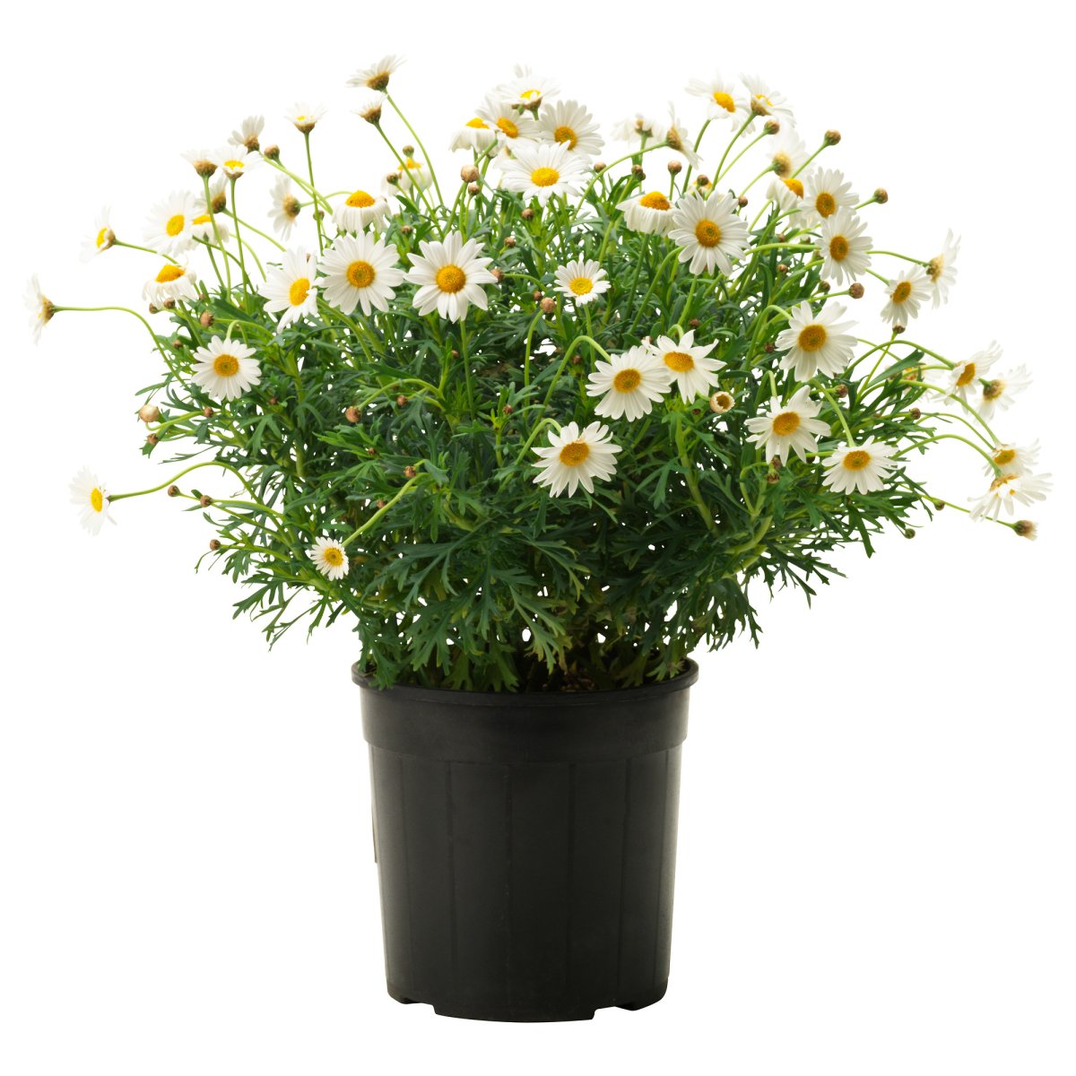 Аргирантемум frutescens