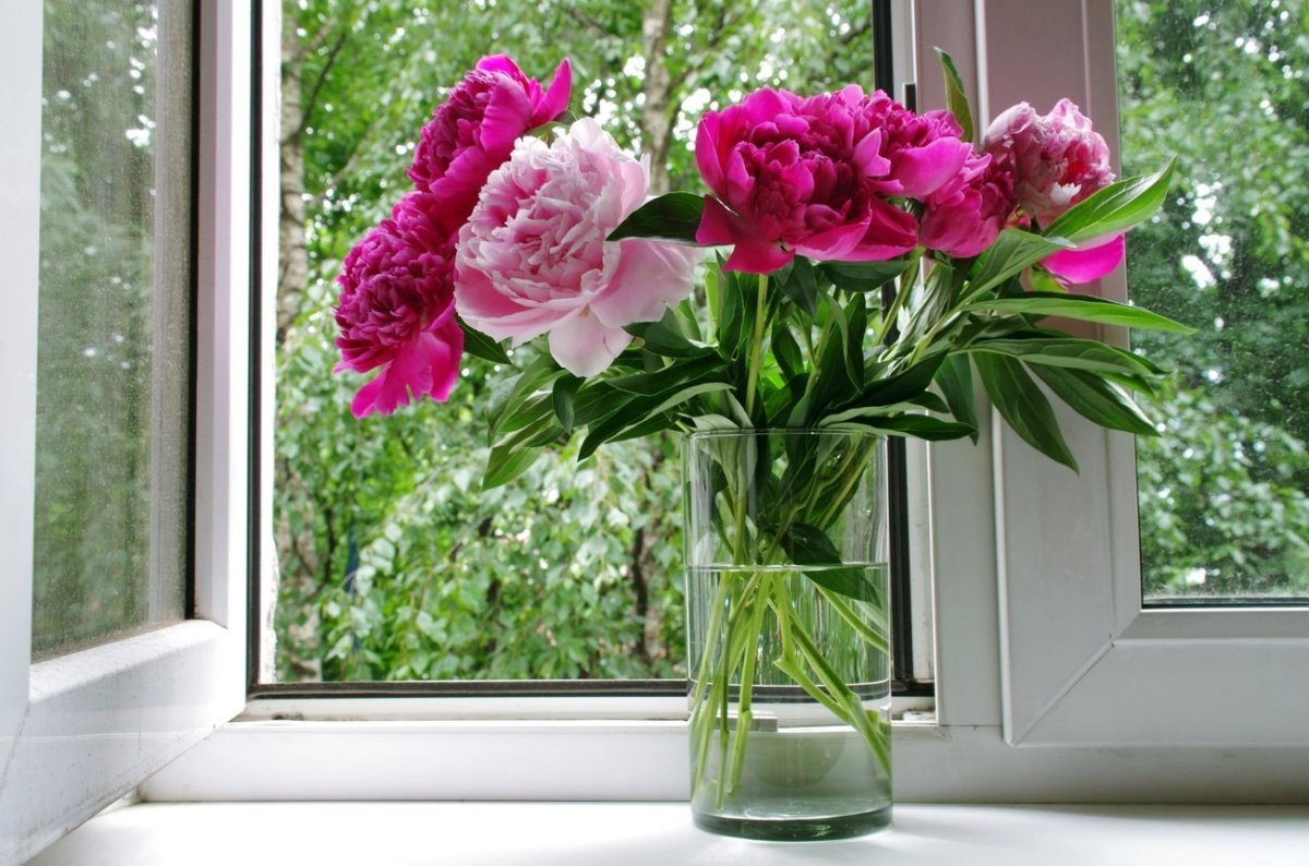 Цветы на подоконнике тюльпаны