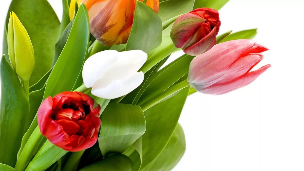 Тюльпаны на белом фоне картинки красивые