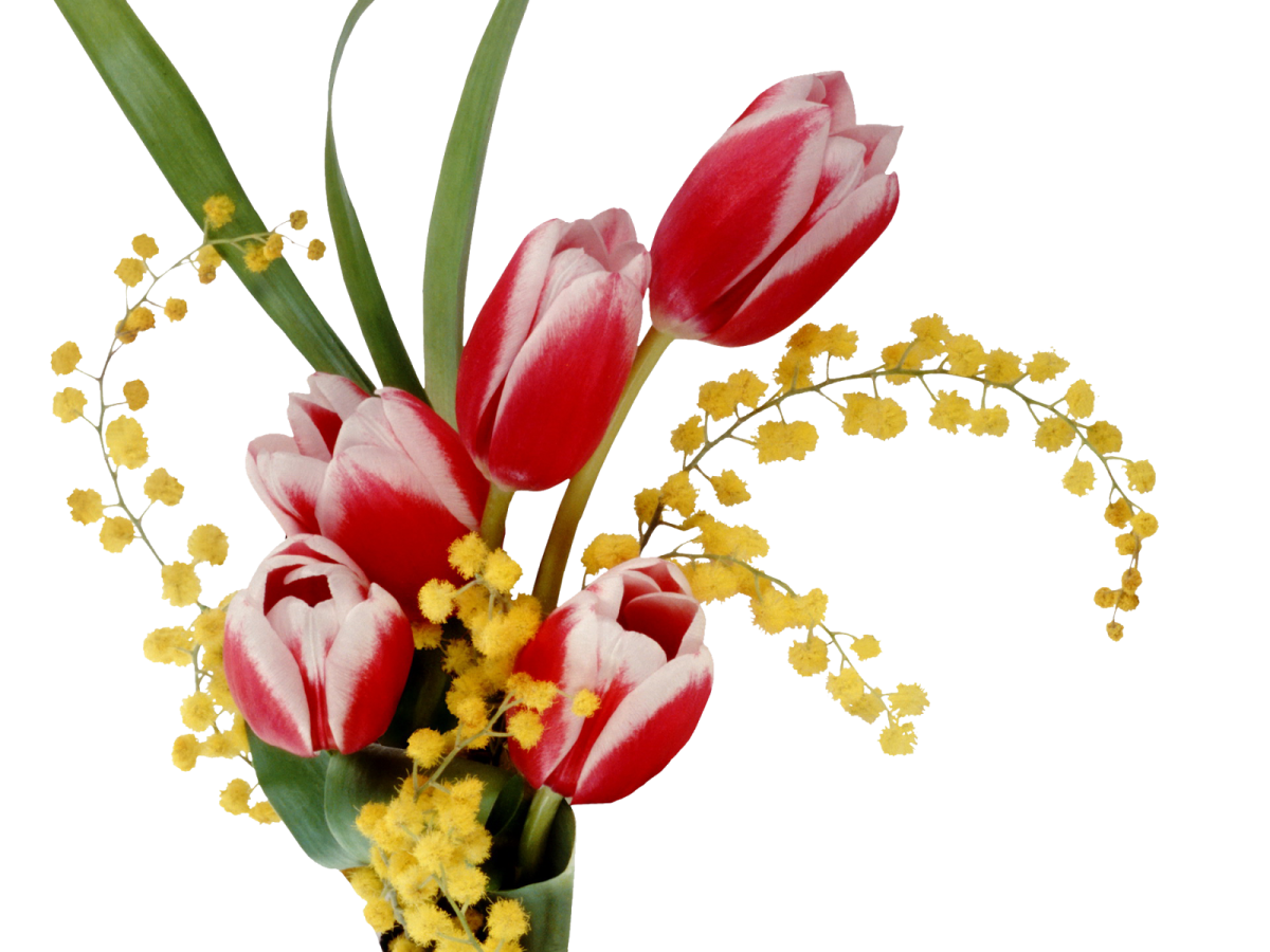 Цветы картинки мимоза и тюльпаны