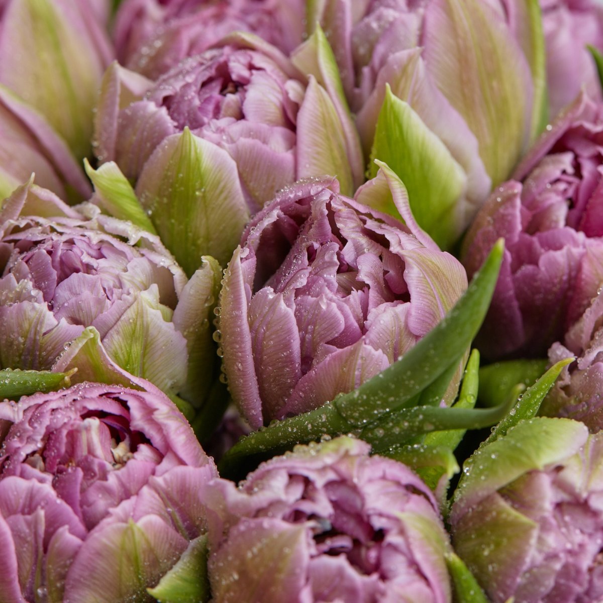 Розовые махровые тюльпаны