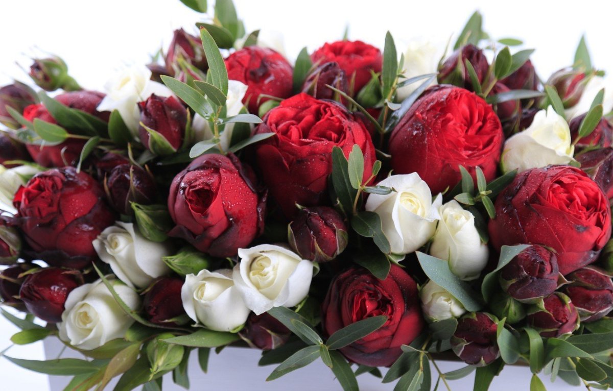 Тюльпаны красные с белым пионовидные