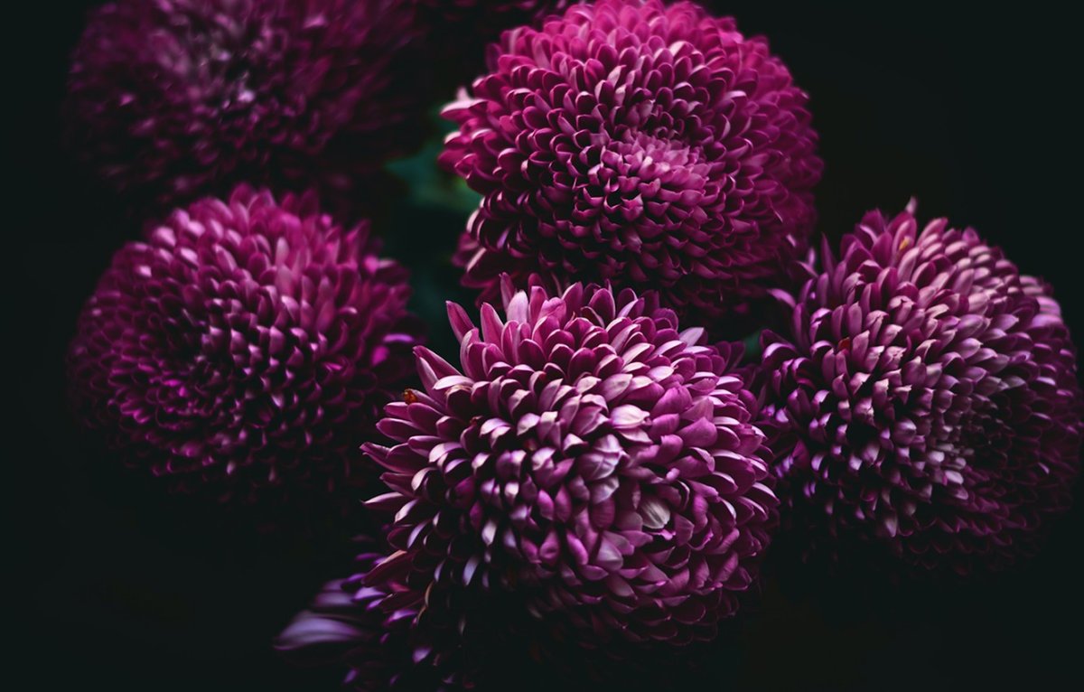 Темно фиолетовая хризантема