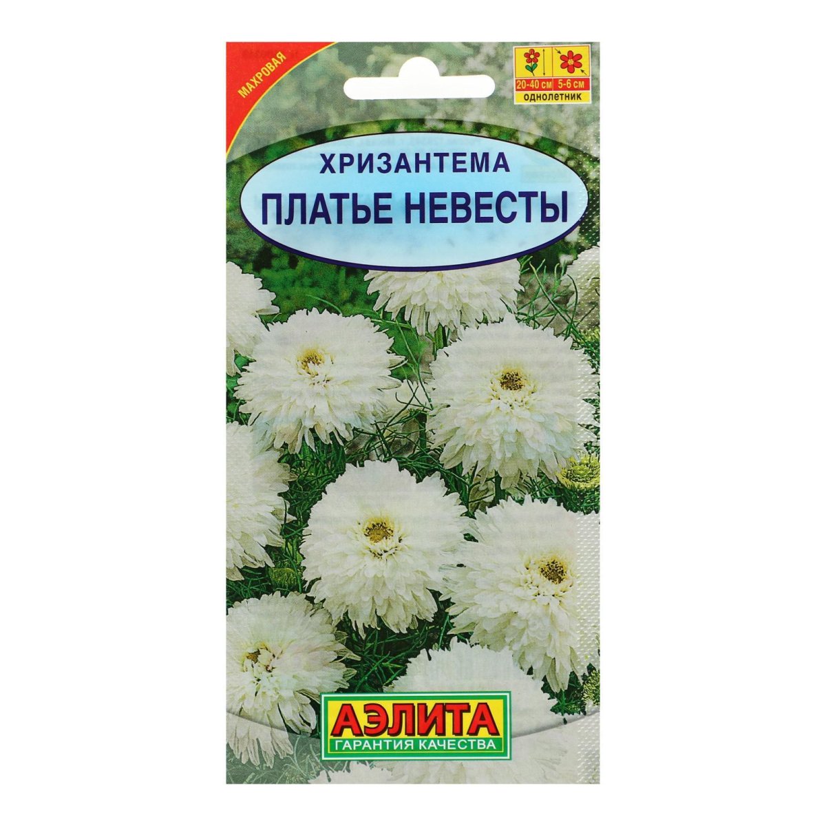 Хризантема махровая Geolia «платье невесты»