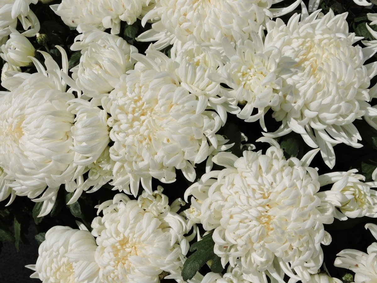 "Russia" + "z" + "Flowers"