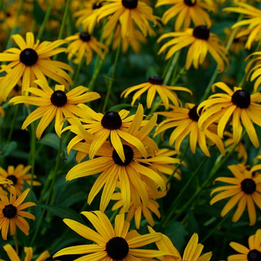 Рудбекия Rudbeckia fulgida Goldsturm