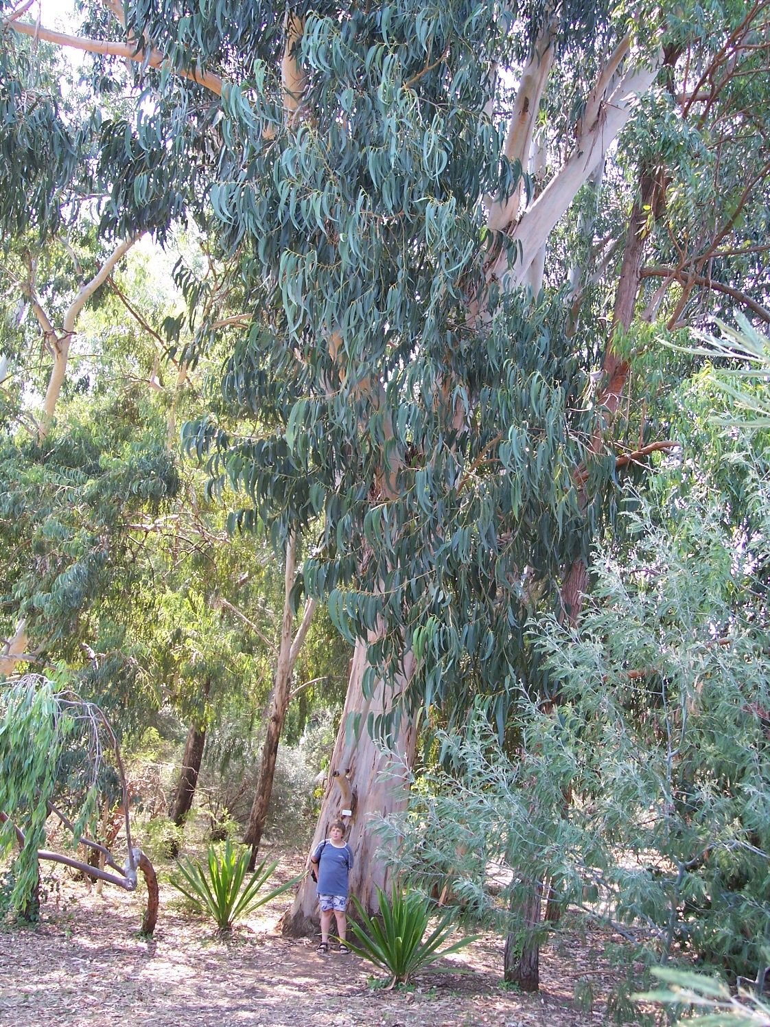 Эвкалипт серебристый дерево