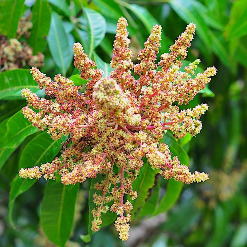 Цветение манго дерево
